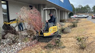 I CANT believe they made us REMOVE this HUGE Japanese Maple. Landscape OVERHAUL. Trim/Transplant