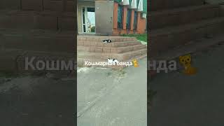 Всегда вместе,брат за брата🐈🐈 Репьёвка 🇷🇺