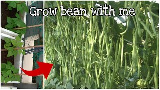 #35 Trồng đậu cove trong thùng xốp|| grow cove beans in styrofoam