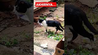 AKHIRNYA...#shorts #kucing #kucingimut #kucinglucu #kucingkampung #cats #viral #istanalokajaya