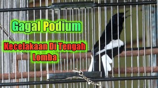 Kacer ini Gagal Podium di Lomba Gara-Gara?