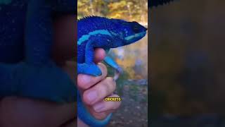 The Blue Panther Chameleon: A Master of Mimicry