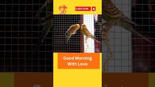 Good Morning with Love#shorts #lovestory #youtubeshorts #viral #lovesong #lovers