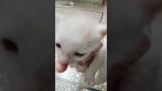 New born kitten/cute kitten😺/kitty/Persian kittens/beautiful kittens#shorts#tiktok#cat#kitten