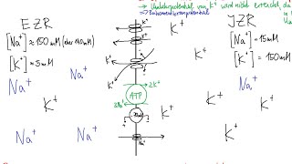 Physiologie: ZNS 1 – Ruhemembranpotential