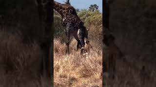 giraffe killed by lions