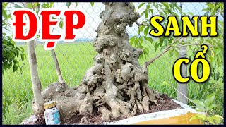 Đã Con Mắt - Cây Sanh Cổ Bonsai Đẹp Say Đắm Lòng Người