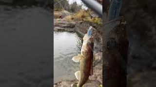 The Best Bank Fishing Walleye Rig | NO LIVESCOPE. #bankfishing #walleye #shorefishing