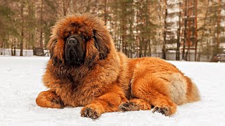 Tibetan Mastiffs Facts