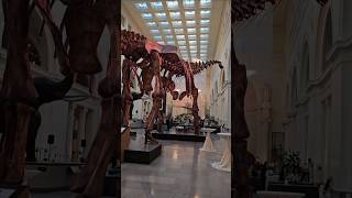 Step Inside: Entering the Grand Lobby of the Field Museum #museum #explore #dinosaur #dinosaurs