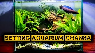 cara setting aquascape untuk pemula #aquascapepemula