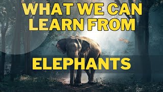 How Elephants Are Transforming Lives Unbelievably!