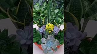 Dish Garden with Lovable Snake Plant ❤️ #shorts #short #beauty #snakeplant #amazing #reels #foryou