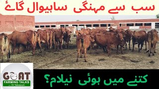 بہادر نگر فارم پہ ساہیوال گاۓکی نیلامی