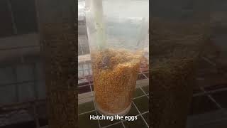 The various stages of growing tilapia fish(Stage 1:Hatching stage)