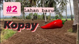 Lahan baruㅣcabe kopay | memetak/membumbun