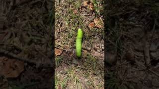 Fluffiest Caterpillar Ever / Alfred Hole - Whiteshell Manitoba