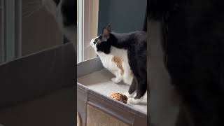 What trouble is going to befall our house #foryou #cuteanimal #cutepet #shortvideo #funny 🏡🏡😭🙄#fyp