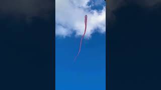 Beautiful snake kite flying in Sri Lanka | 2023 | kite season | #kite #kiteshop #kiteflying