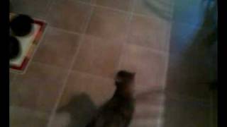 Cat goes nuts for food!