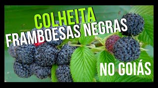 COLHEITA DE FRAMBOESAS NEGRAS AQUI NA FAZENDA IMPERIAL - GOIÁS