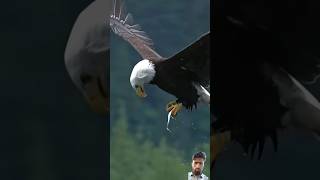 An eagle 🦅 swallow a fish while flying #fish #eagle #animals glad I am not 🐟 fish