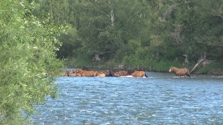 Лошади удирают после ночного набега