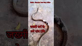 जख्मी सर्प के साथ क्या हुआ!!#snakerescue#shortvideo#short#snake#shorts#shortsfeed#shortsviral