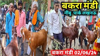 Sunday Bakra Mandi Lucknow 02/06/24 |Nimbu Park Bakra Mandi Lucknow 🐐🐐