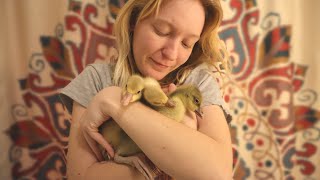 They said it couldn’t be done! Hatching WASHED goose eggs start to finish