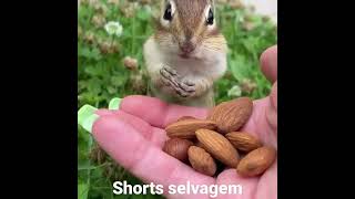 wait / Go.. 😂🐿🐿🌰🌰 #shorts #animaisselvagens #esquilos