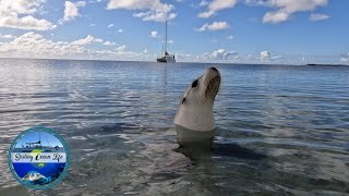 CUTE SEALS in the Beautiful Abrolhos