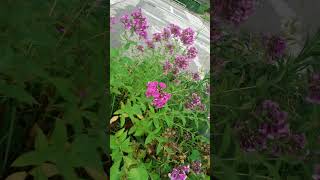 풀협죽도(플록스, 프록스) (Phlox paniculata)  : 어느 휴게소에 핀 꽃들