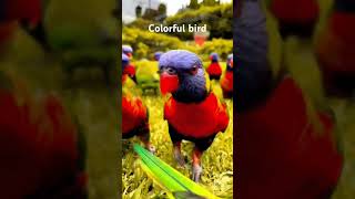 God create the colorful bird are so beautiful #beautiful #animals #birds #colorwheel