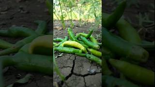 Plucked a lot of peppers from one plant #nature #farming #chilli #shorts