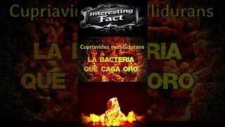 Descubren bacteria que caga oro (datos reales) #ciencia #science #datoscuriosos #datosinteresantes