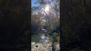 Fall colors in Sharon woods park