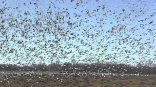 Snow Geese at Otter Creek - 8 Parcels Hunting Land for Sale in Central Illinois