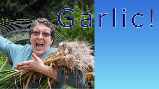 HOW (and when) to harvest your garlic.