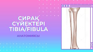 АСЫҚТЫ ЖІЛІК/ АСЫҚТЫ ЖІЛІК ШЫБЫҒЫ/ TIBIA/ FIBULA