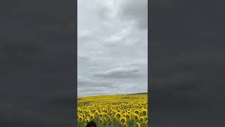 #sunflowergarden #sunflowerfields #travelvlog #indianinuk #trending