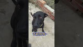 [台灣米克斯]197 隔壁鄰居小黑 又來查班了... #台灣犬 #台灣米克斯