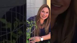 TOMATO GARDENING TIP: Shake Tomato Plants - Increase Pollination! Shirley Bovshow (#shorts)