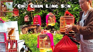 Bắt Gặp Họa Mi Thi Đấu Giá Rẻ Tại Chợ Chim Cảnh Lạng Sơn