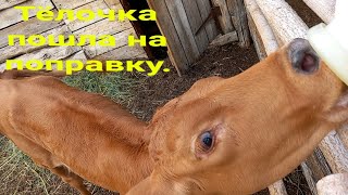 Нечего не помогает. Купил лекарство. Тёлочка пошла на поправку.