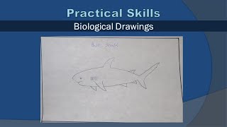 Biological Drawings: Tutorial