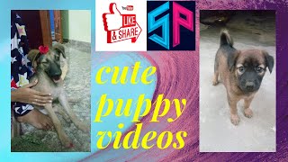 CUTE PUPPY VIDEOS/FUNNY PUPPY VIDEOS