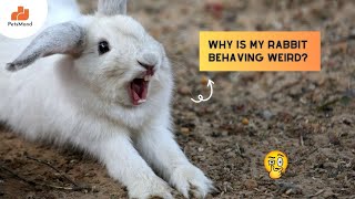 Have You Heard Of These Unusual Rabbit Behaviors?🤔 | Pet Care | Bunny | Petsmond