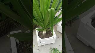 Please subscribe my channel 🙏 abhi lagaiye aap log Sudarshan ka plant, 13 Oct 2024#pfg #gardenplants