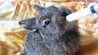 Bunnies Being Bottle Fed